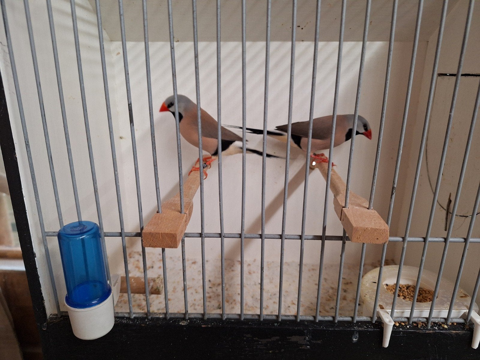 Spitsstaart amadines, Meerdere dieren, Geringd