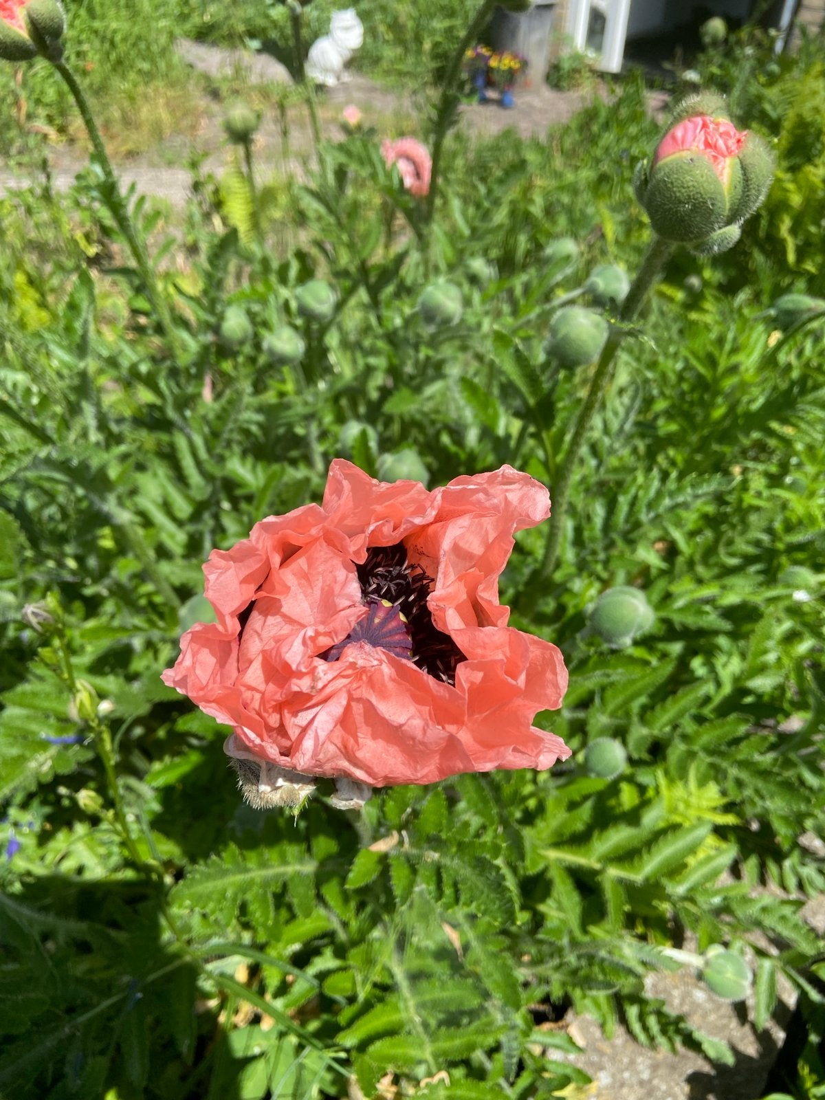Zalmkleurige Vaste Papaver Zaadjes, Ophalen of Verzenden, Voorjaar, Volle zon, Zaad