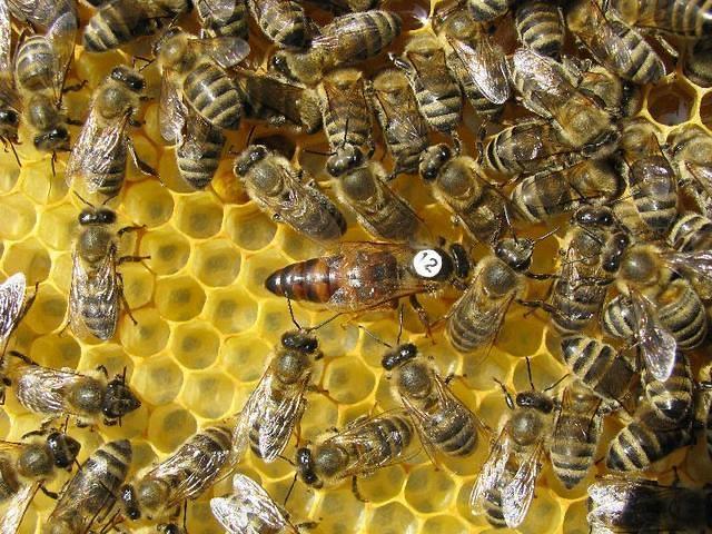 Gezocht; bevruchte Carnica koninginnen, Dieren en Toebehoren, Bijen