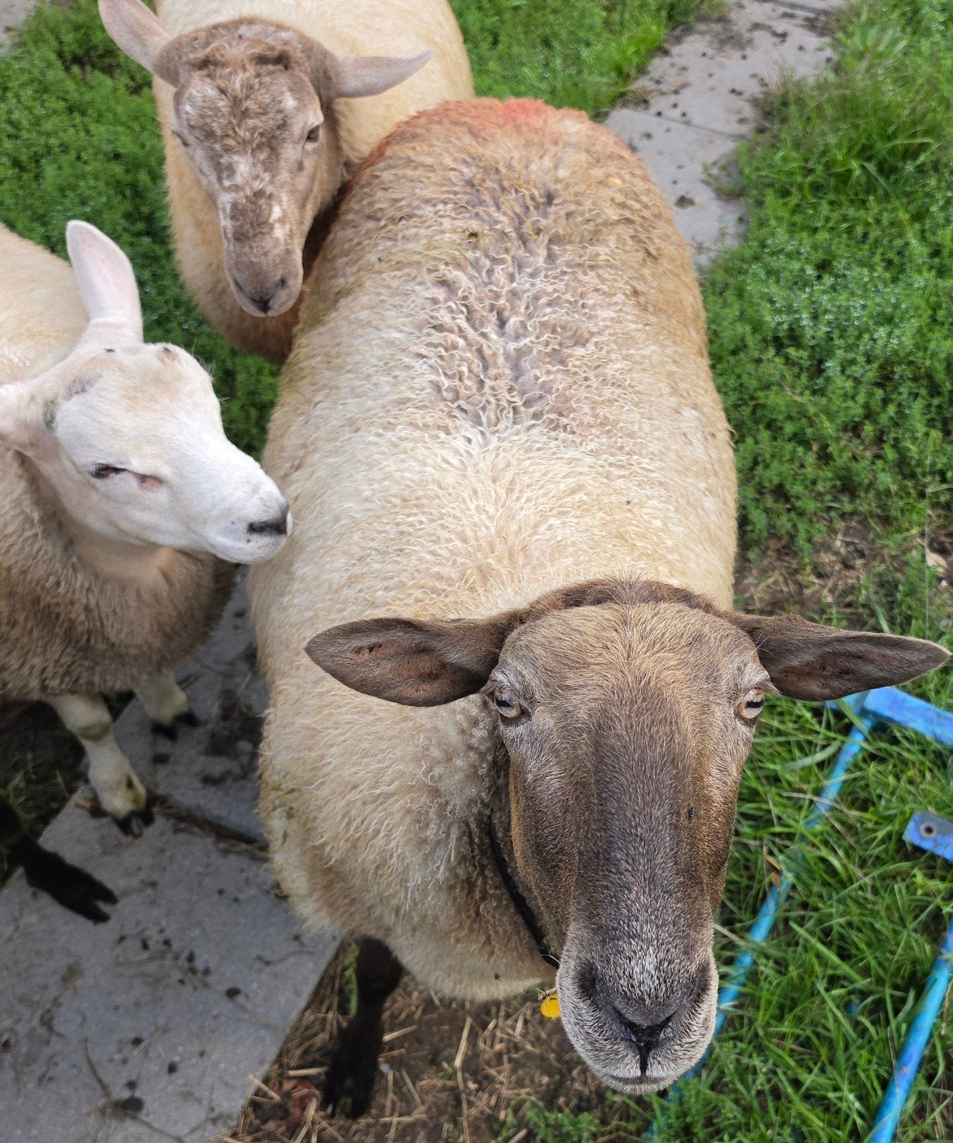 Drachtig schaap schapen ooi ram lammeren eventueel dekram, Meerdere dieren, Schaap