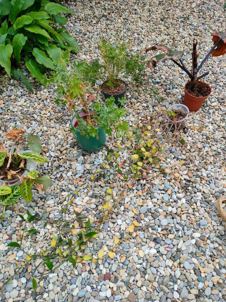 5x gratis kamerplanten, Ophalen, Overige soorten, Halfschaduw, Minder dan 100 cm