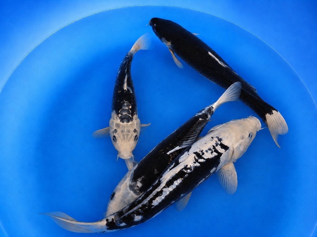Kumonryu 38-45 cm Sansai, Karper of Koi