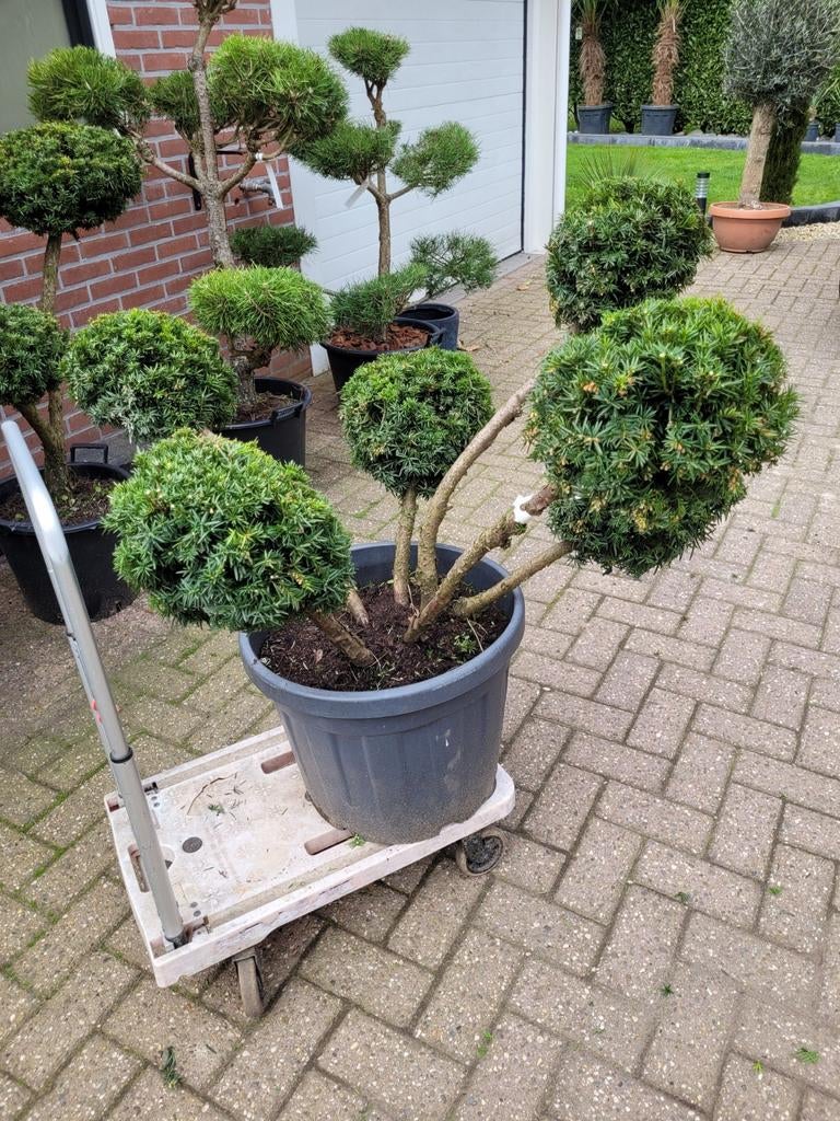 Super mooie grote Taxus vormsnoei, Ophalen
