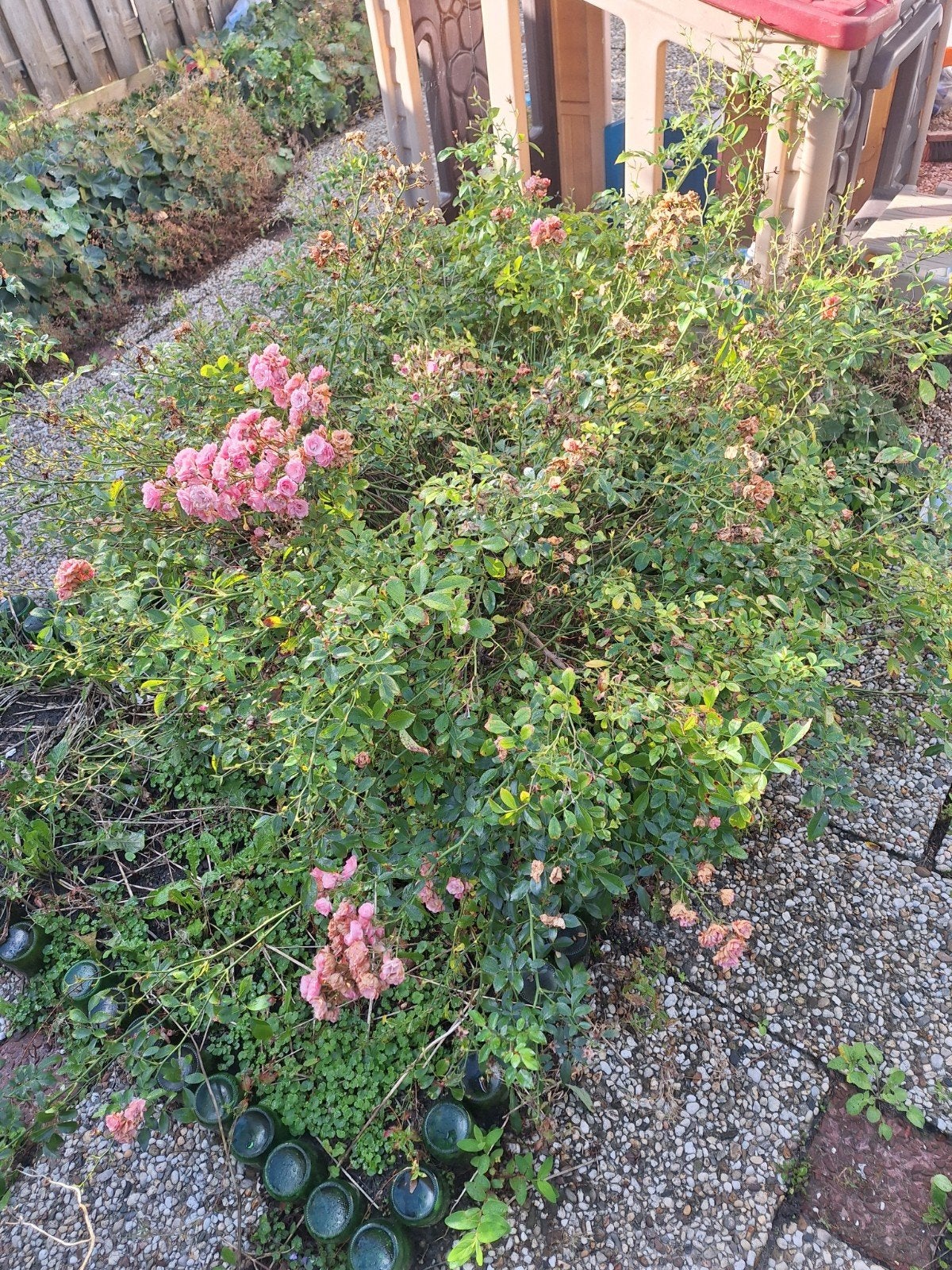 2 planten/struiken, Ophalen