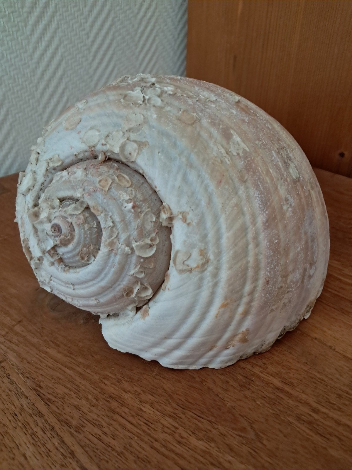schelp, grote tonna galea / grote tonzak, Ophalen of Verzenden, Schelp(en)