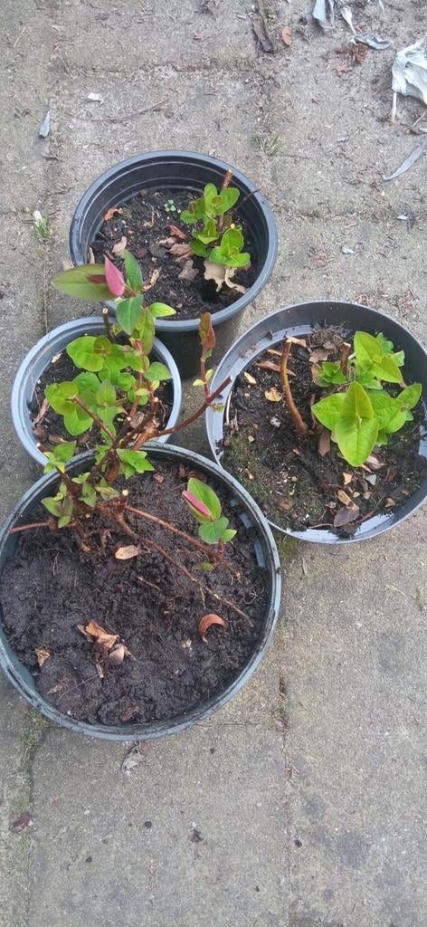 Diverse herfsthooi (Hypericum) stekken, Ophalen, Minder dan 100 cm, Overige soorten, Zomer
