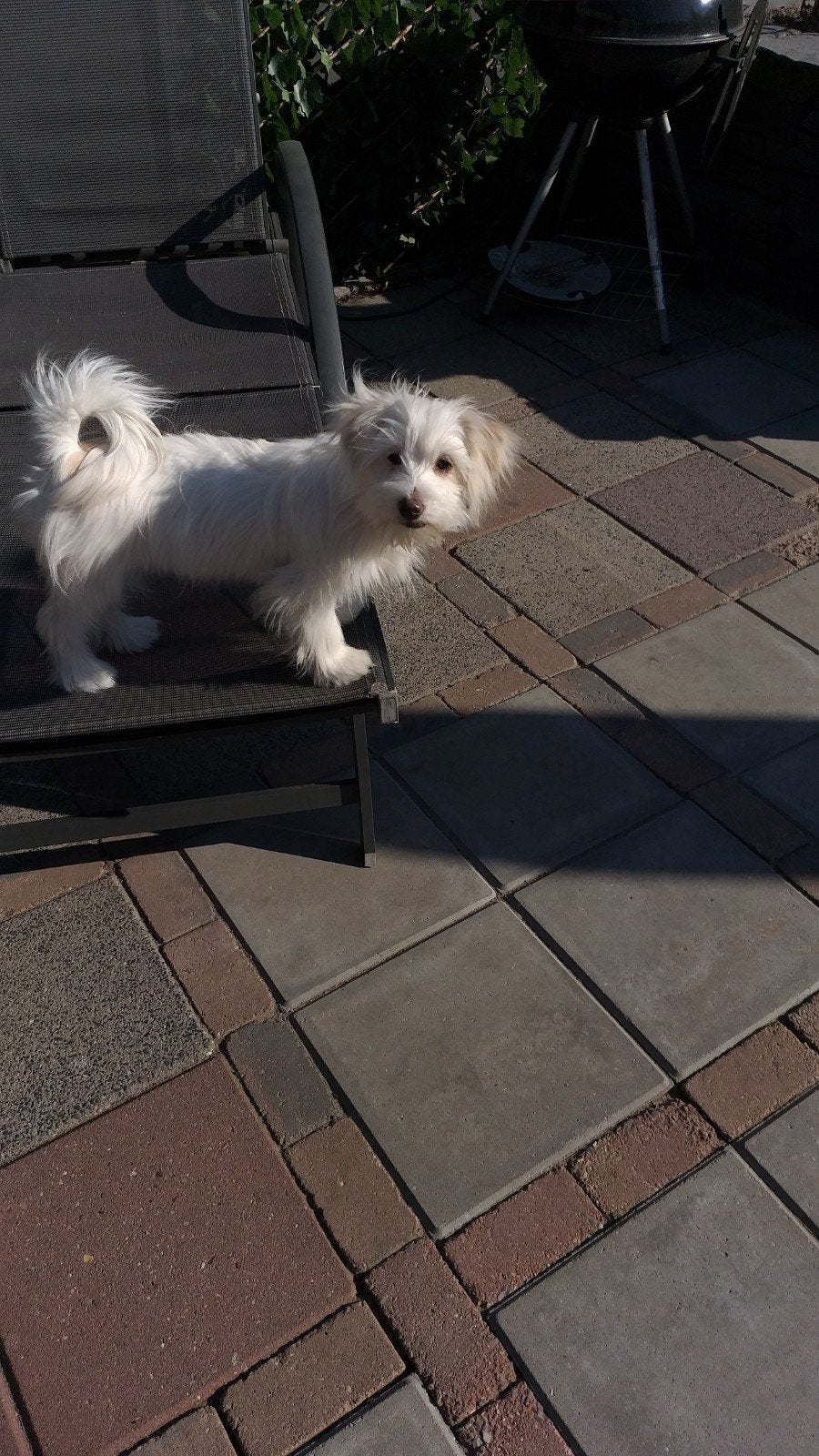 wegens omstandigheden 5 kleine hondjes af te halen ., Dieren en Toebehoren, Honden | Chihuahua's en Gezelschapshonden, Overige rassen