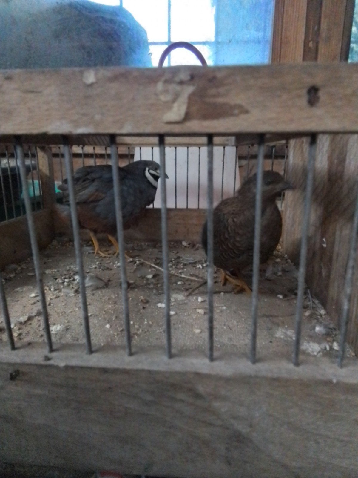 chinese  dwergkwartels, Dieren en Toebehoren, Vogels | Overige Vogels