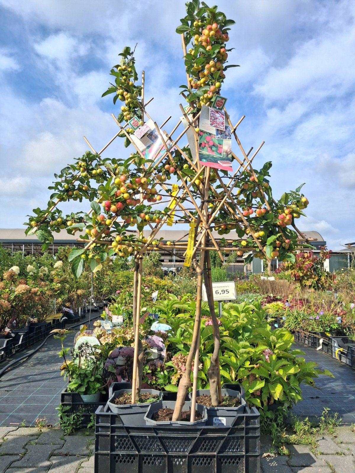 Malus Red Sentinel leivorm - Sierappel leiboom, In pot, Halfschaduw, Lente, 100 tot 250 cm