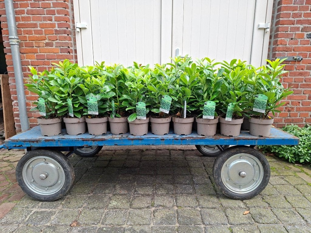 Verschillende maten haaglaurier/ laurier (Prunus Novita)!, Tuin en Terras, Ophalen, Laurier, 100 tot 250 cm