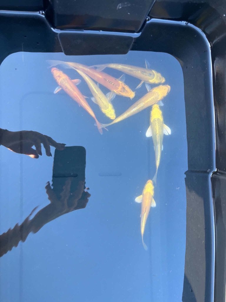 7x Yamabuki & Metallic Koi – Eigen Kweek, Dieren en Toebehoren, Karper of Koi