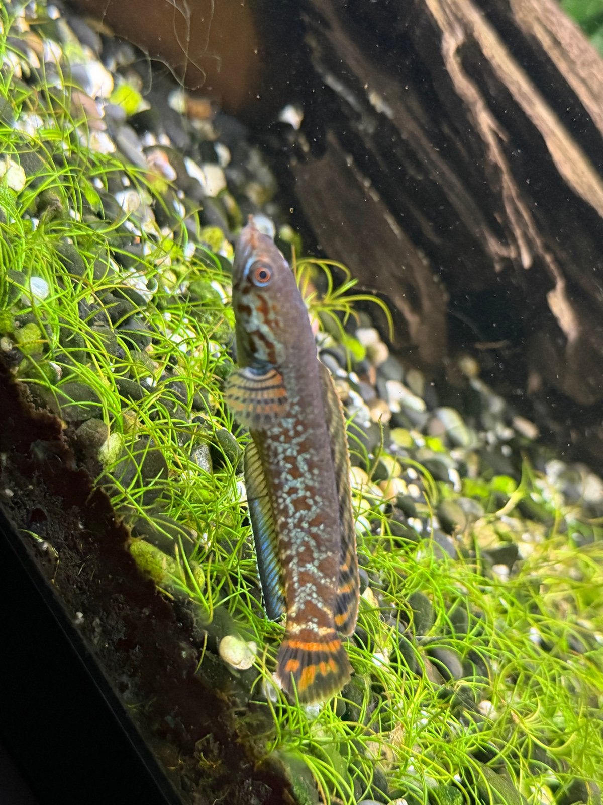 Channa Bleheri arround 10cm, Dieren en Toebehoren