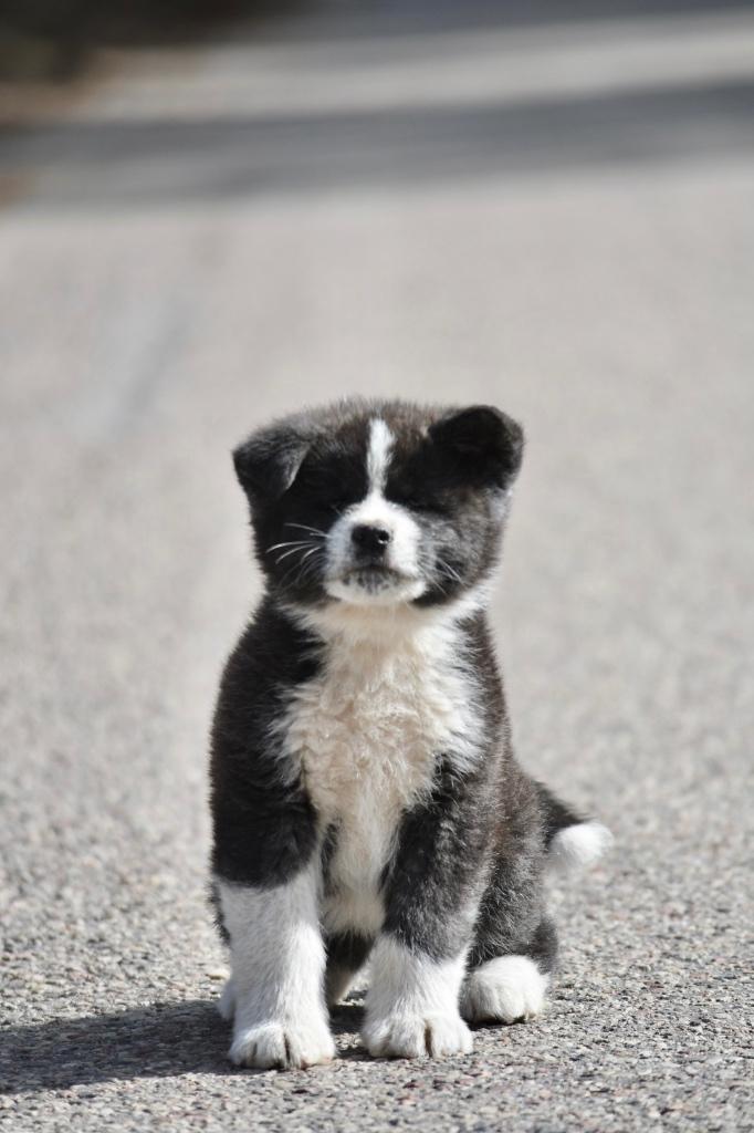 Akita inu puppies, Particulier, 8 tot 15 weken, Buitenland, Parvo