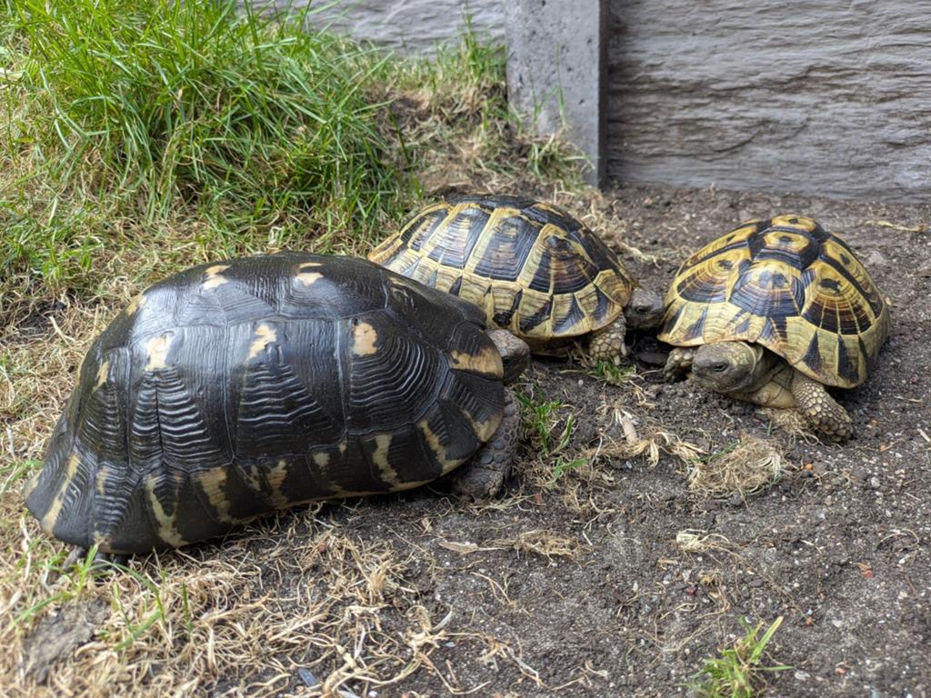 Schitterende groep: vrouw Marginata en 2 vrouwen Boettgeri, Dieren en Toebehoren, Reptielen en Amfibieën, Schildpad, Met terrarium