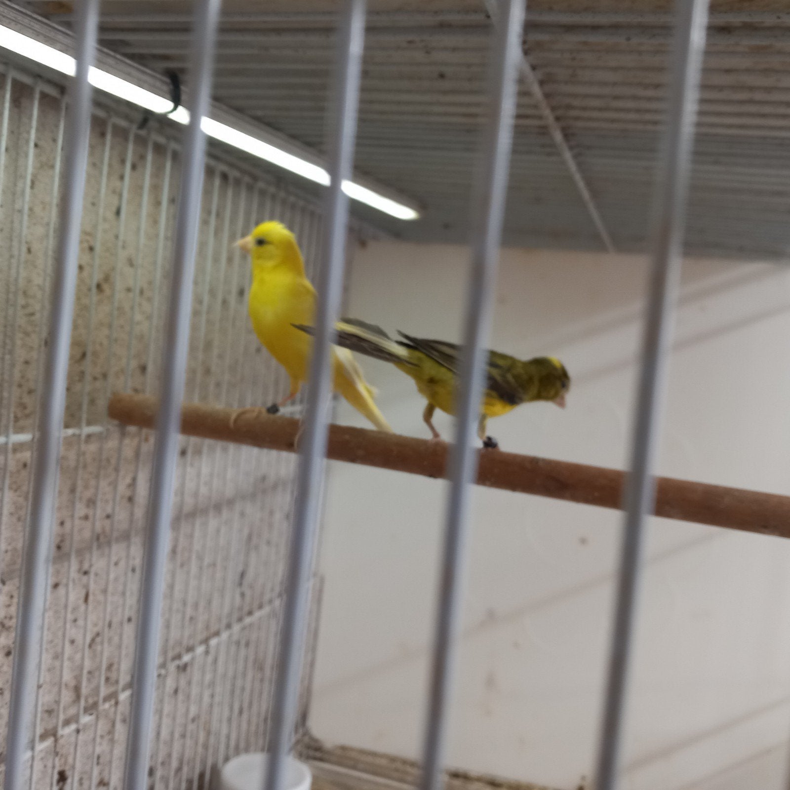 Koppel Raza espanjol popje is geel man is groengeel zijn van, Meerdere dieren, Parkiet