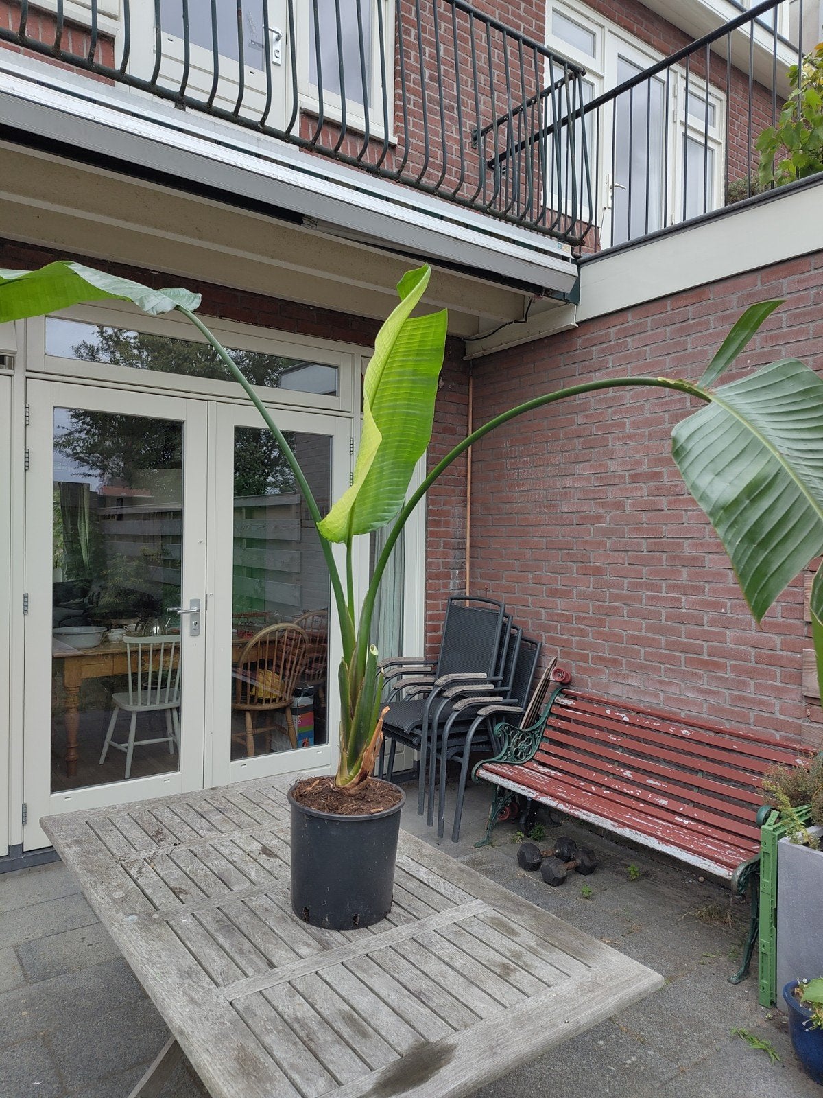 Paradijsvogel bloem, Groene plant, grote bladeren , bananen, Huis en Inrichting, Kamerplanten, Ophalen, 100 tot 150 cm, Palm, Halfschaduw