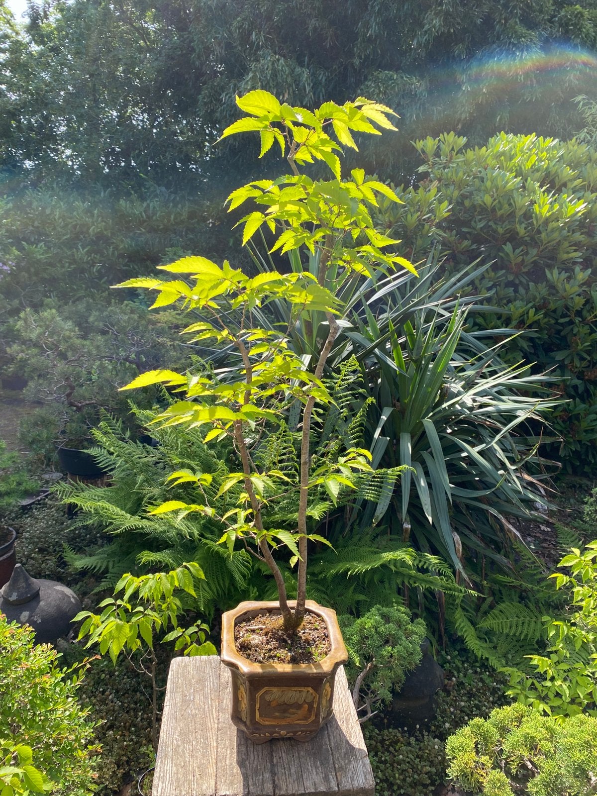 Bonsai zelkova 2 stam, Ophalen, Bloeit niet, Halfschaduw, Overige soorten