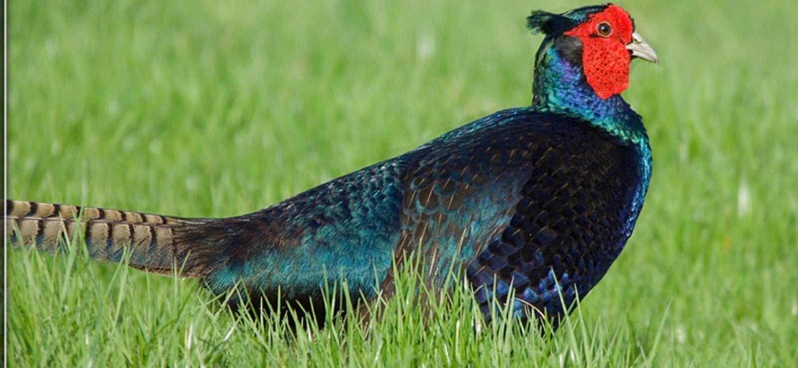 groene fazanten hanen  meerdere hanen aanwezig, Mannelijk