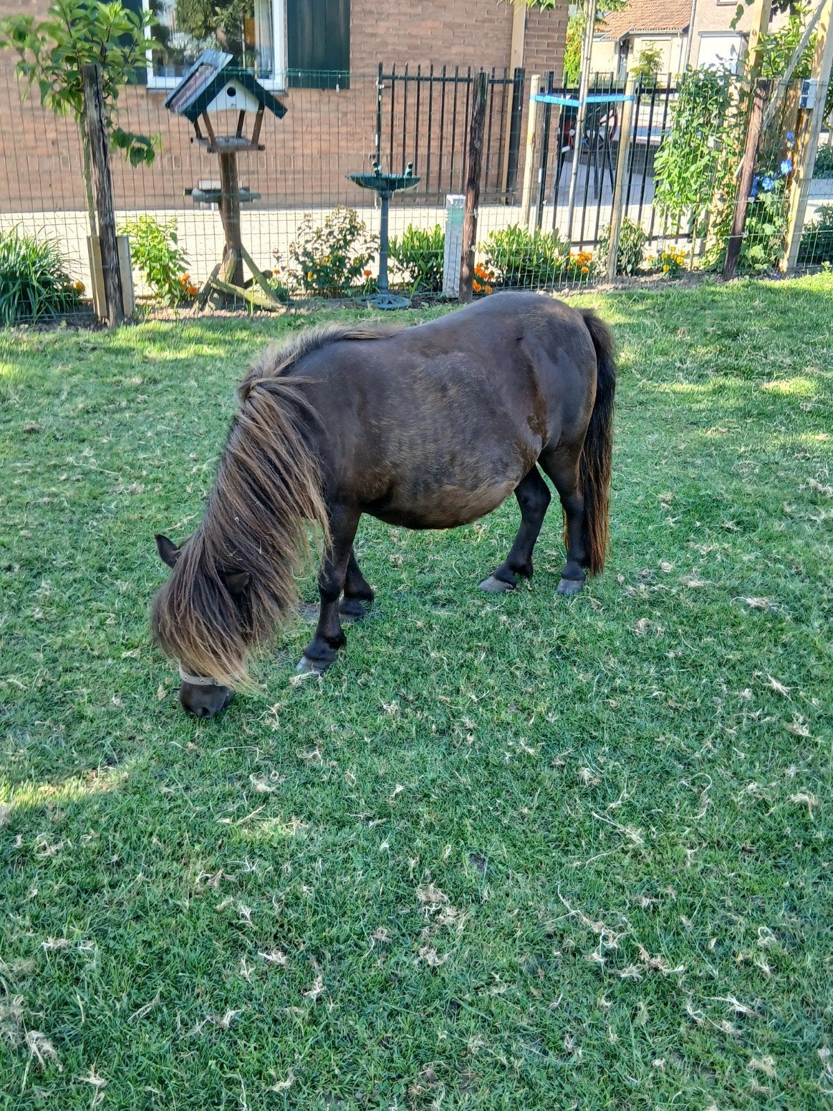 te koop een hoog drachtige merrie +appaloosa jaarling merrie, Dieren en Toebehoren, Pony's, Merrie, Met stamboom, A pony (tot 1.17m)