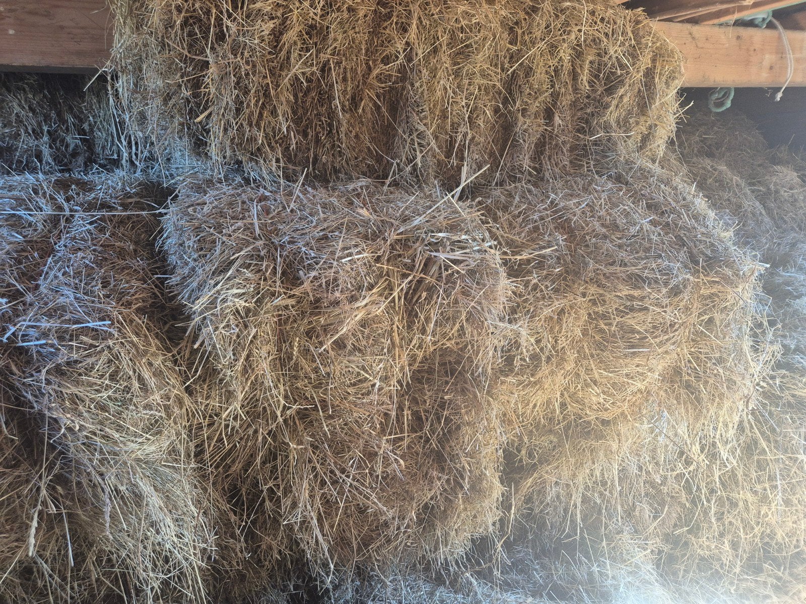 ruim 80 kleine pakken hooi, geschikt voor paarden en schapen, Dieren en Toebehoren, Dierenvoeding, Ophalen, Vee