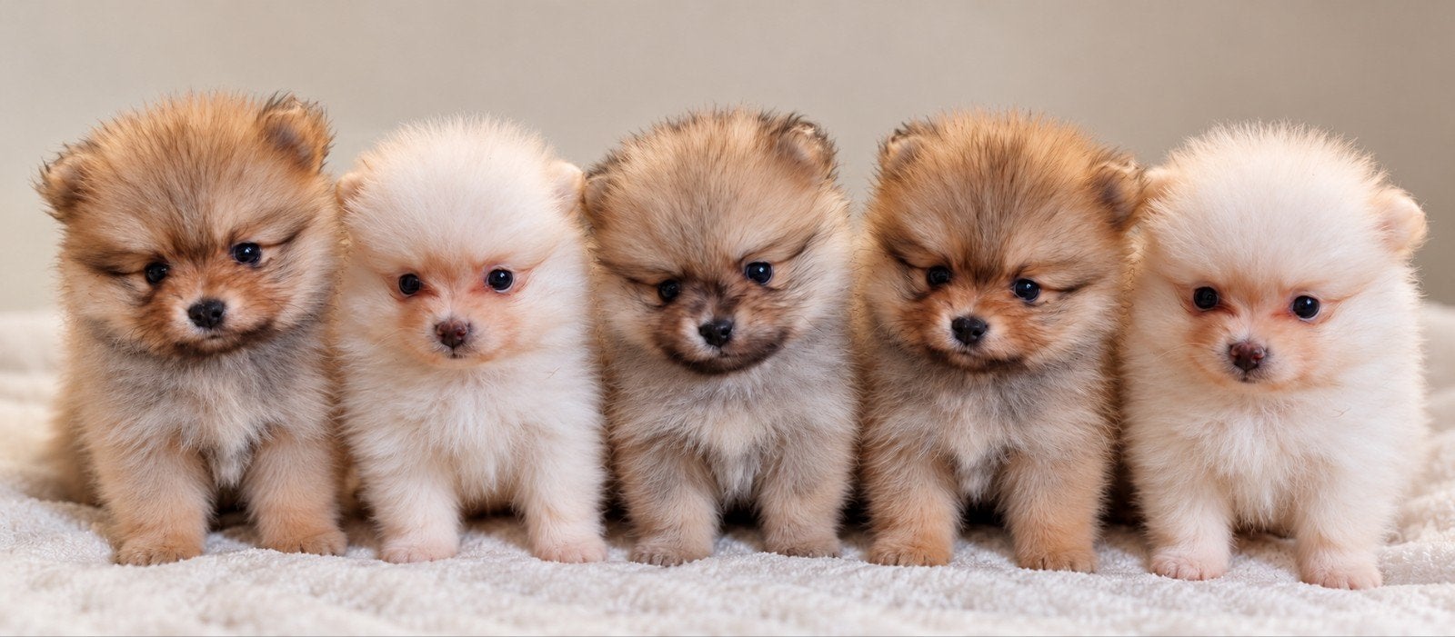5 prachtige pomeriaan pups, Meerdere, Meerdere dieren, Nederland, Particulier
