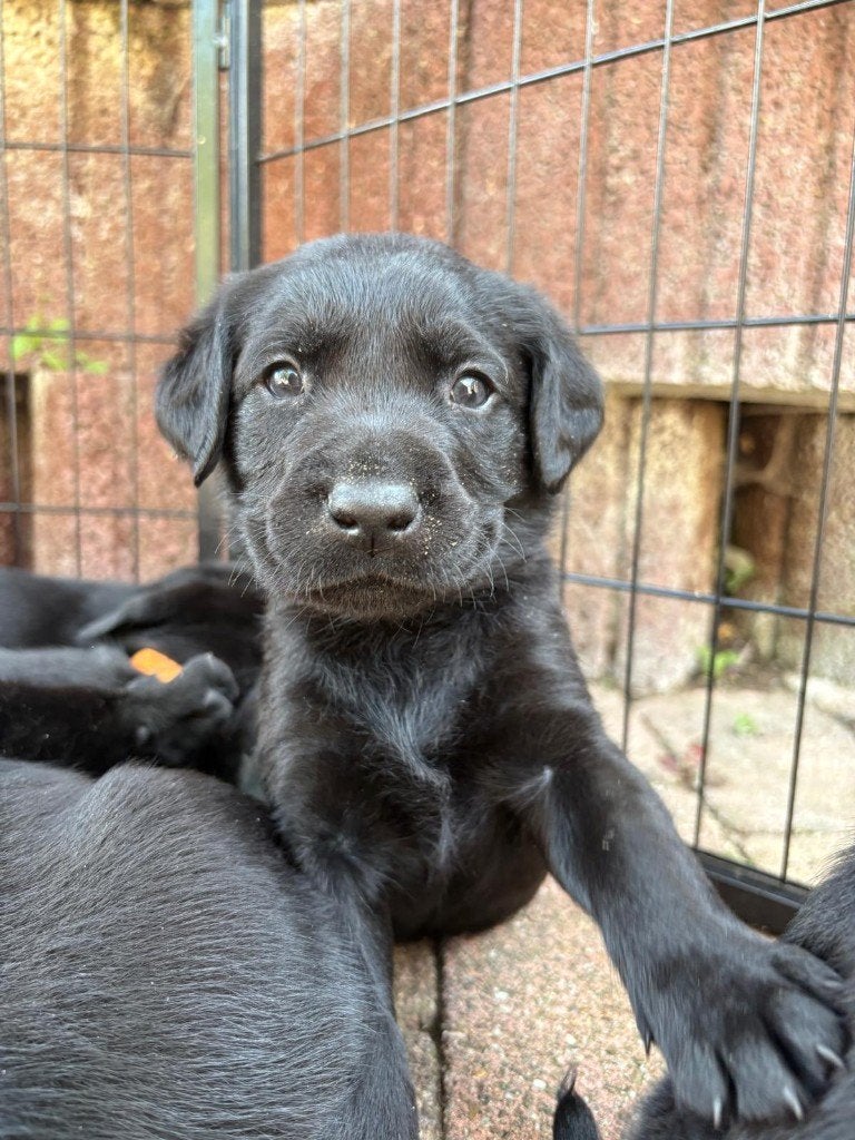 labrador retriever werklijn puppy's, Parvo, Reu, 8 tot 15 weken, Labrador retriever