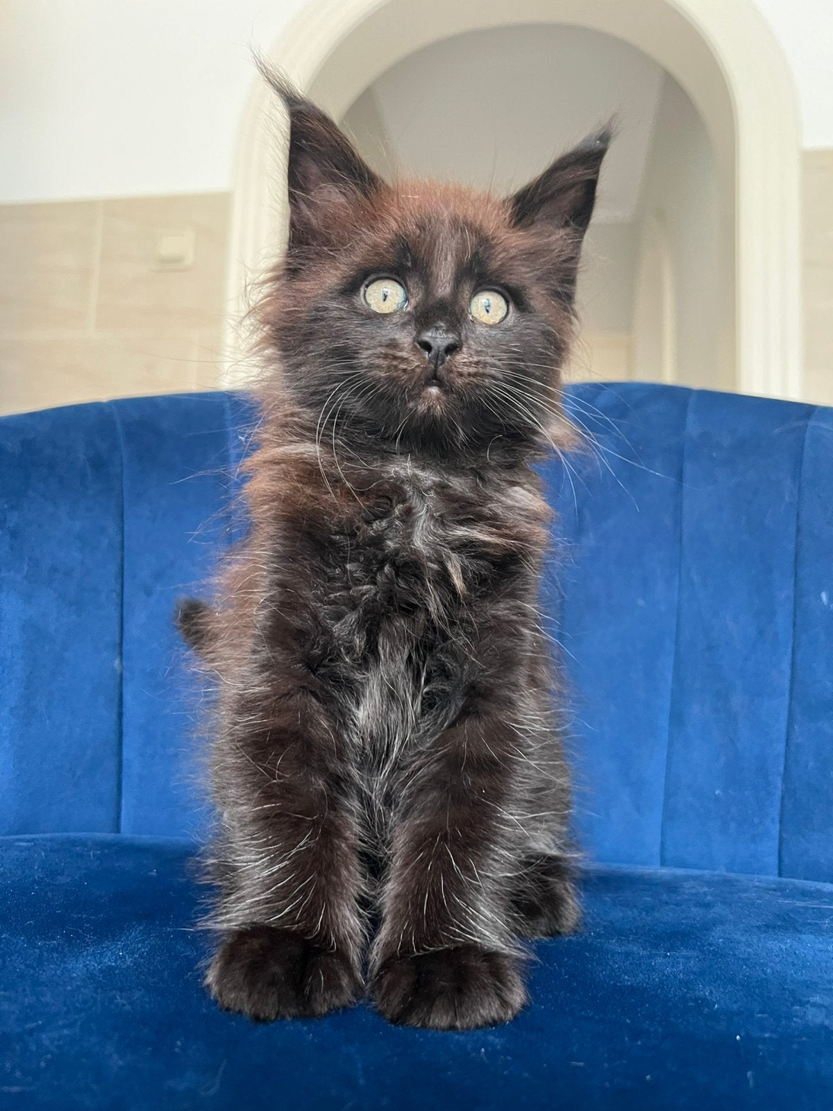 Maine Coon met stamboom laatste poesje uit het nest, Poes, Met stamboom