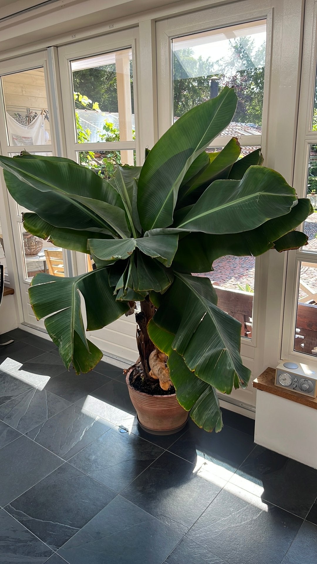 Grote Bananenplant, Huis en Inrichting, Kamerplanten, Ophalen, Fruitplant, Halfschaduw, 150 tot 200 cm