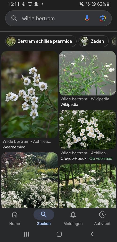 Wilde Bertram inheems, Tuin en Terras, Planten | Tuinplanten, Vaste plant, Overige soorten, Halfschaduw, Zomer, Ophalen of Verzenden