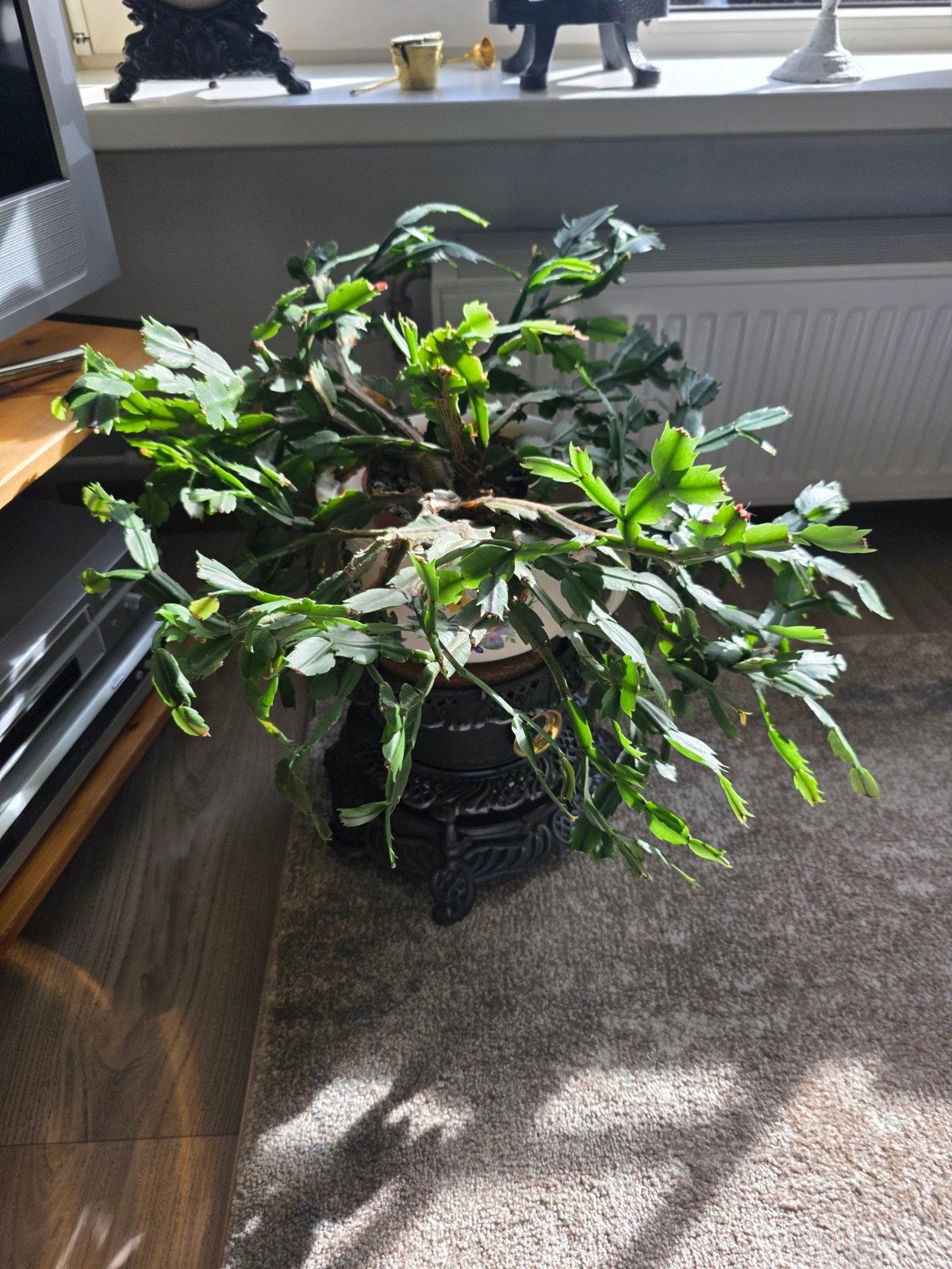 Grote lidcactus, Huis en Inrichting, Ophalen, Halfschaduw, Cactus, Minder dan 100 cm