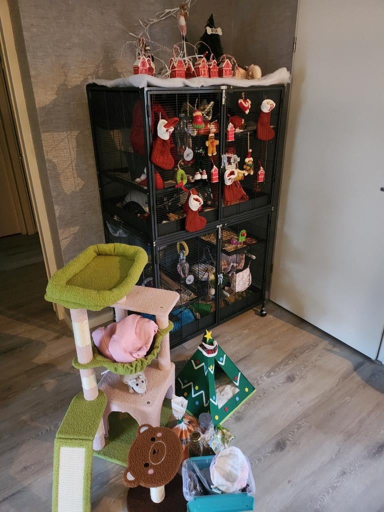 Ik adopteer ratjes! Gorinchem | pet rats | zuid-holland, Dieren en Toebehoren, Knaagdieren, Rat, Januari, Meerdere dieren, Tam