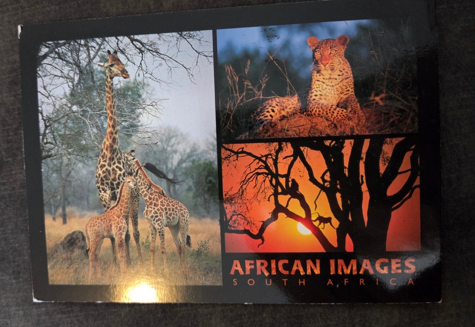 Ansichtkaart Afrikaanse Dieren, Verzenden, 1980 tot heden, Gelopen, Buiten Europa