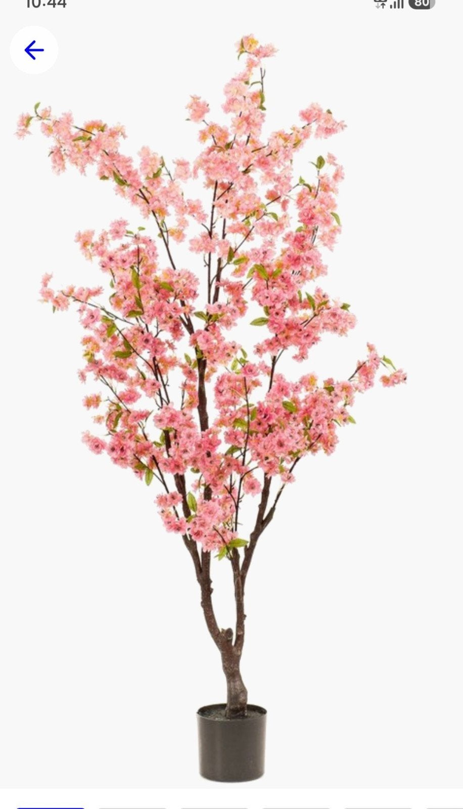 rose bloesemboom, Ophalen, Nieuw, Roze, 175 cm