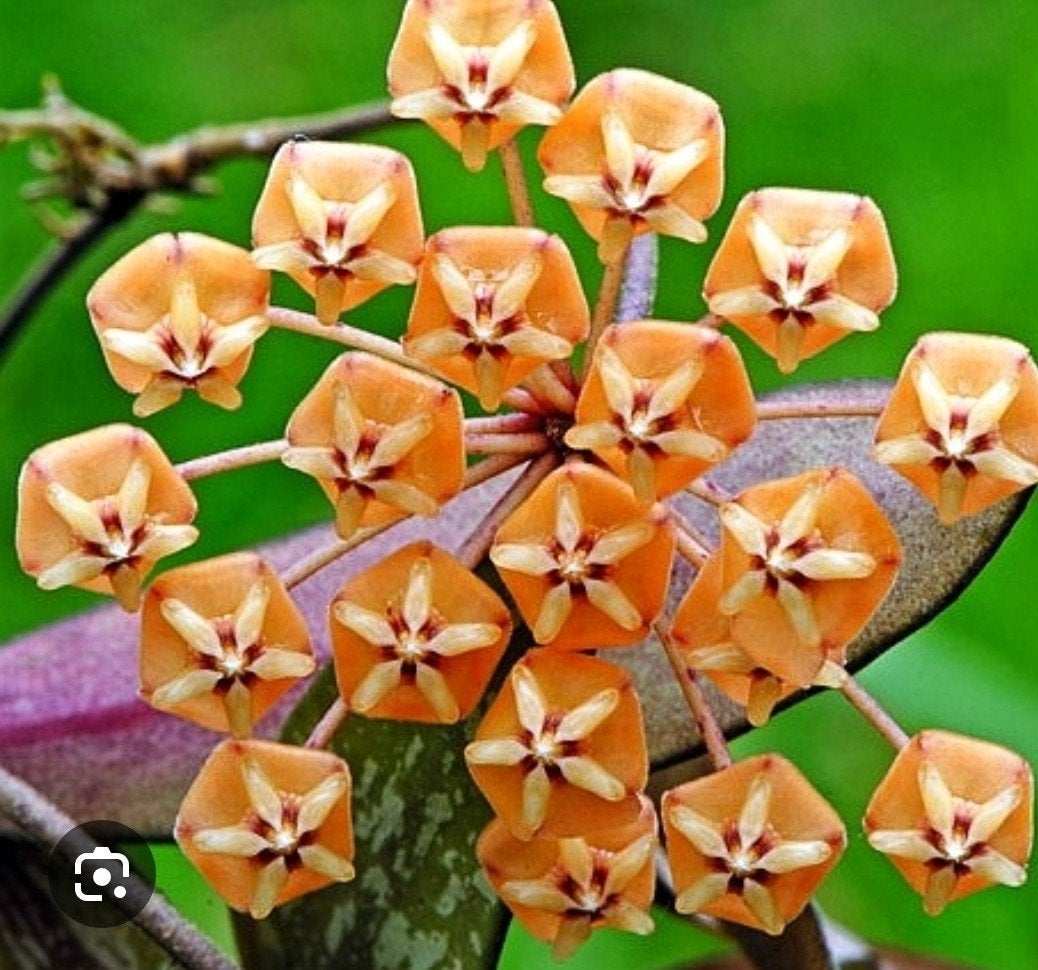 Hoya sigillatis round leaf, Ophalen of Verzenden, Halfschaduw, Minder dan 100 cm