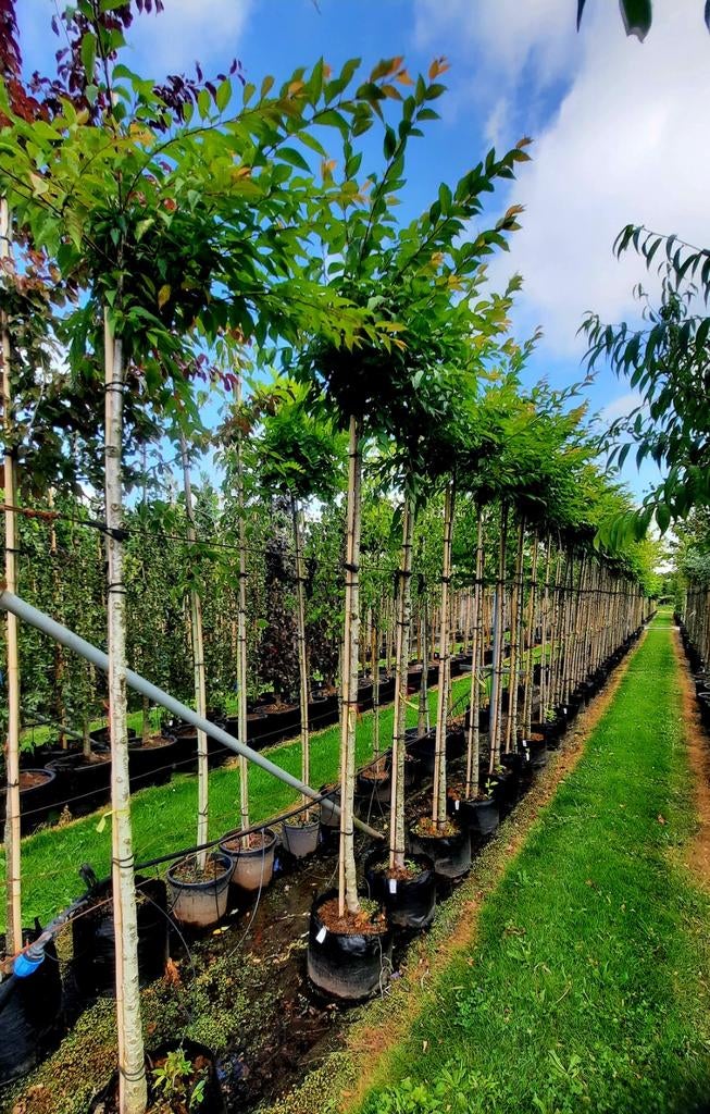 Prunus subhirtella 'Autumnalis' sierkers 🌿 (wit bloeiende), Tuin en Terras, Planten | Bomen, Ophalen, Halfschaduw