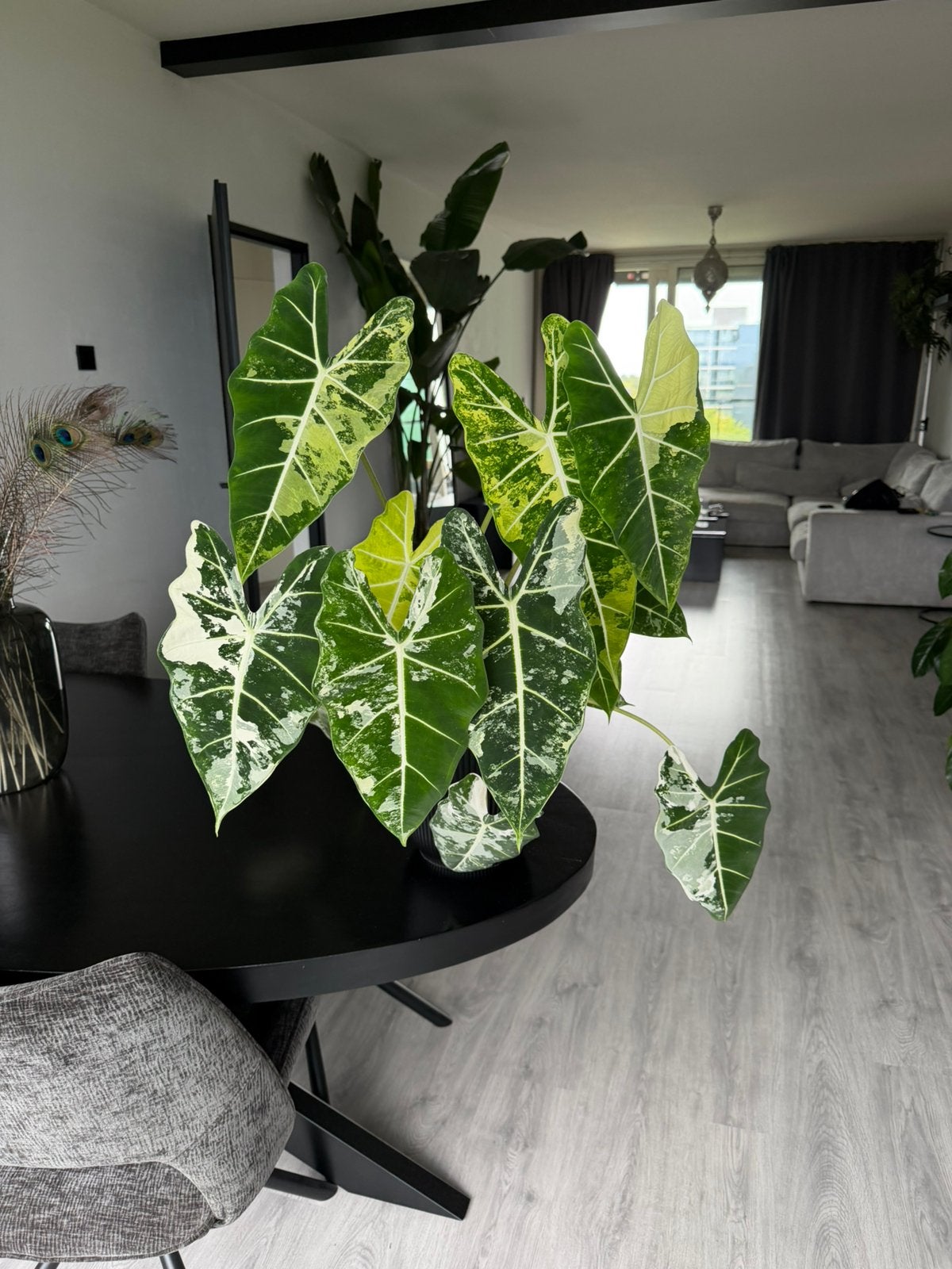 Alocasia frydek variegata, Huis en Inrichting, Ophalen, Halfschaduw, Minder dan 100 cm