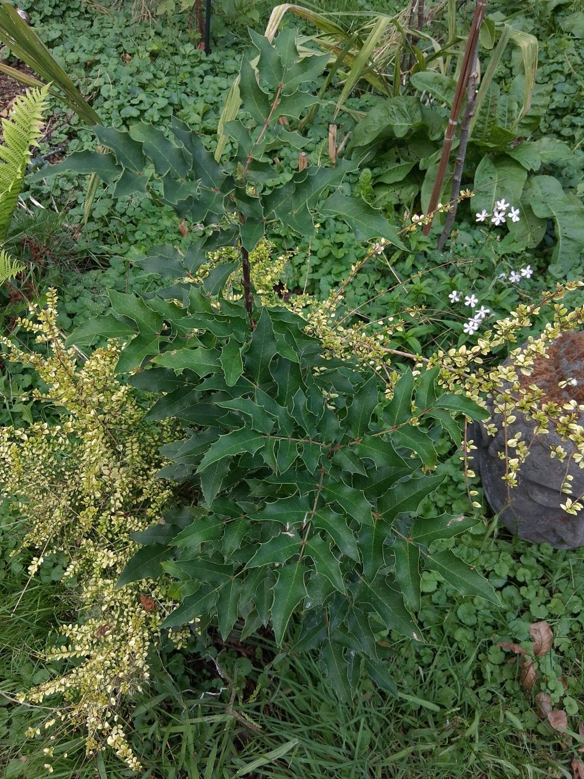 gratis mahonia, maagdenpalm, struikkamperfoelie, Tuin en Terras, Ophalen, Minder dan 100 cm