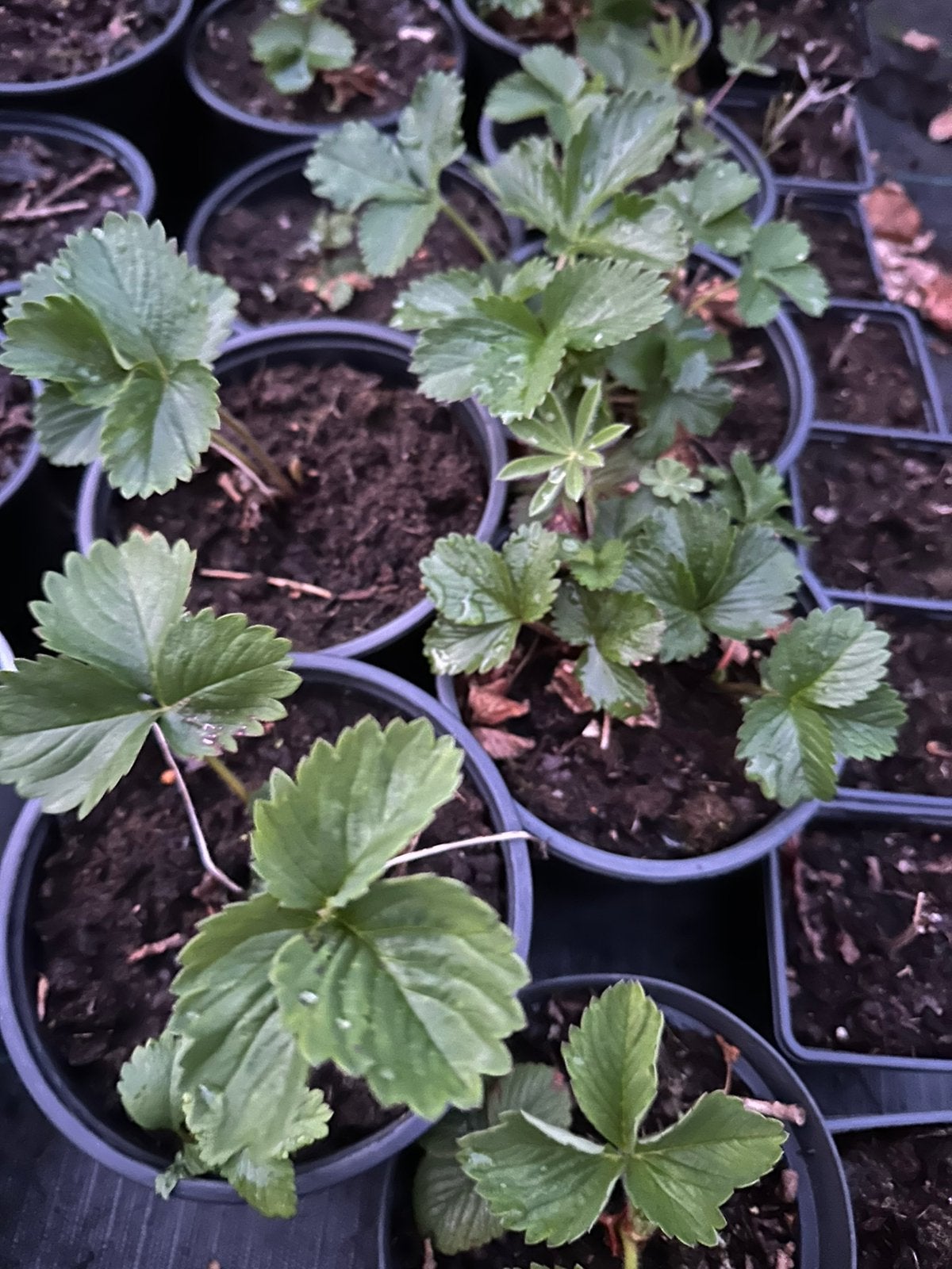 Fragaria  ananassa ‘Roman’ (Aardbei), Tuin en Terras, Planten | Tuinplanten, Ophalen, Volle zon