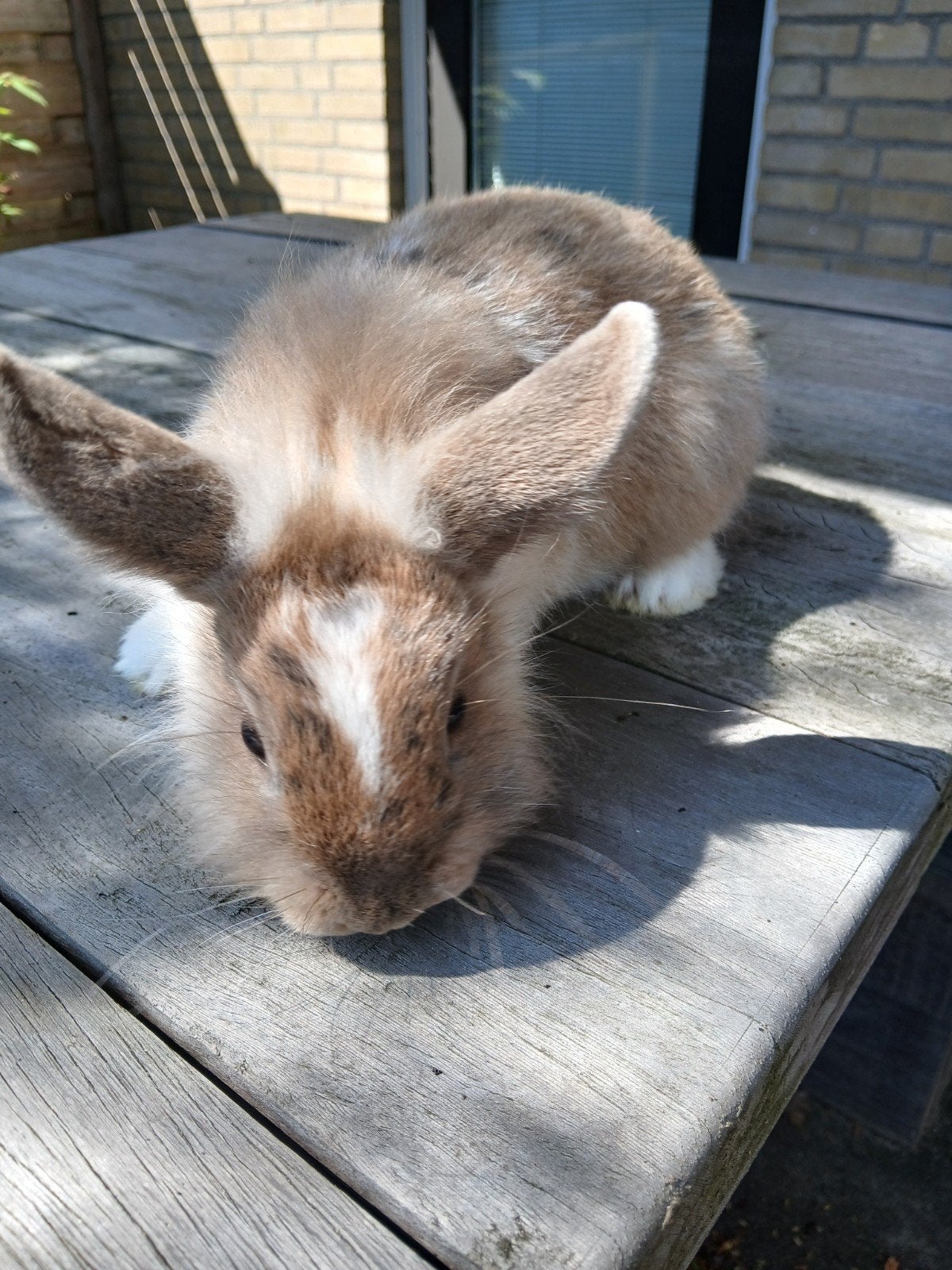 Lieve konijntjes te koop, Dieren en Toebehoren, Meerdere dieren