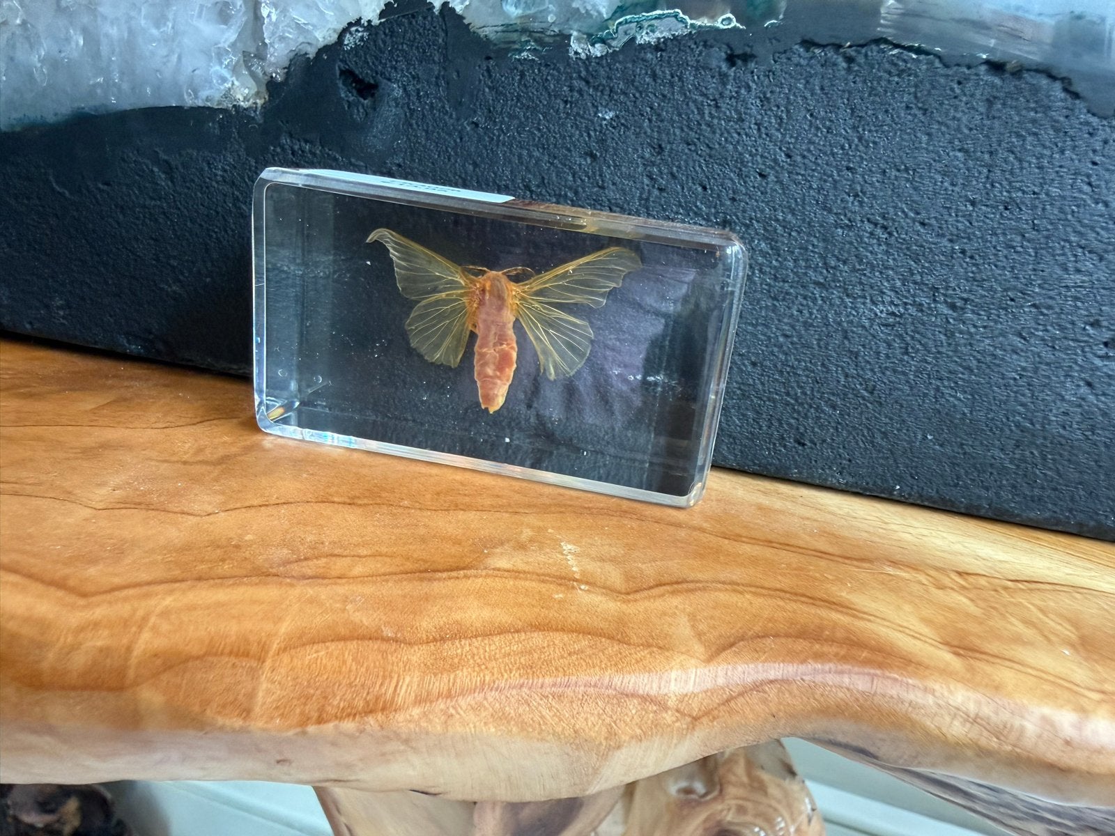 Insect in hars - FK4026, Ophalen, Zo goed als nieuw, X, X