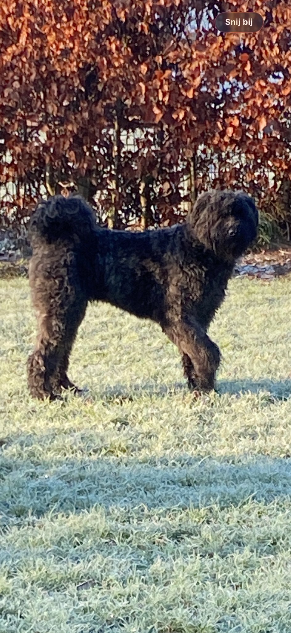 Bouvier dekreu gezocht, Reu, CDV (hondenziekte), Eén hond, 3 tot 5 jaar