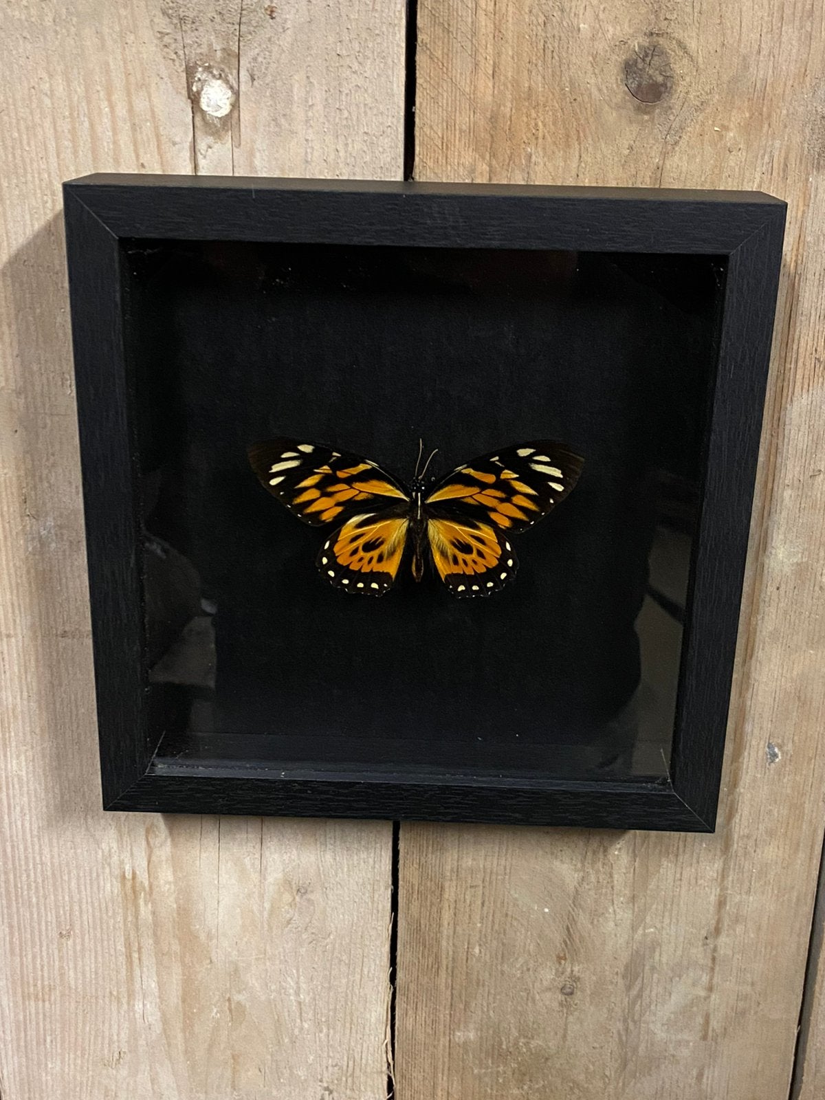 Mooie luxe lijst met een papilio Zagreus (zwart achtergrond), Ophalen of Verzenden, Nieuw, Insect, Opgezet dier