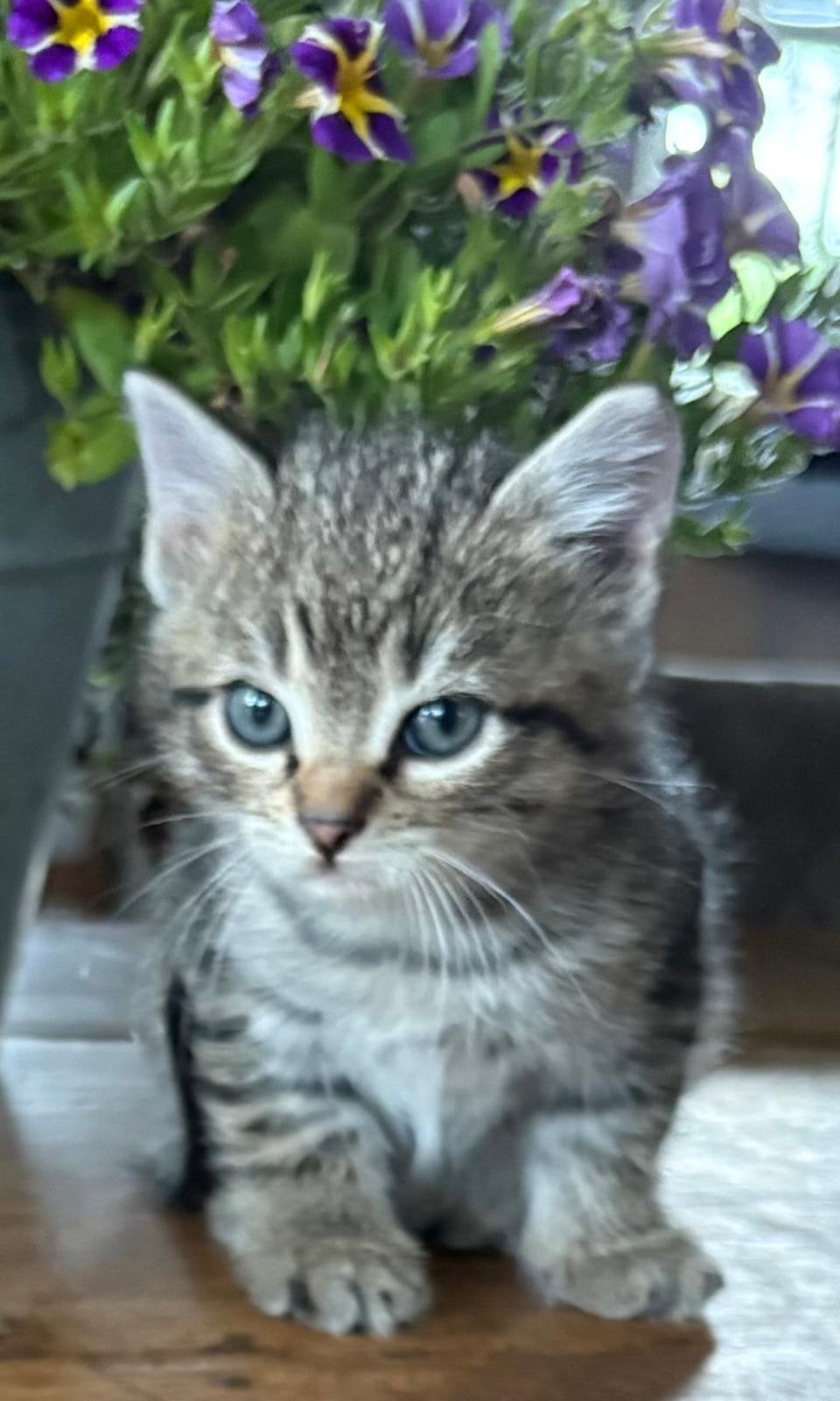 Lieve speelse kittens. Poesje foto 1 nog te koop., Dieren en Toebehoren, Meerdere dieren, 0 tot 2 jaar