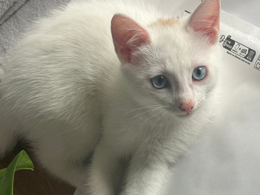 kitten 10 weken wit , blauwe ogen , mannetje, Dieren en Toebehoren, Kater, Kortharig, 0 tot 2 jaar
