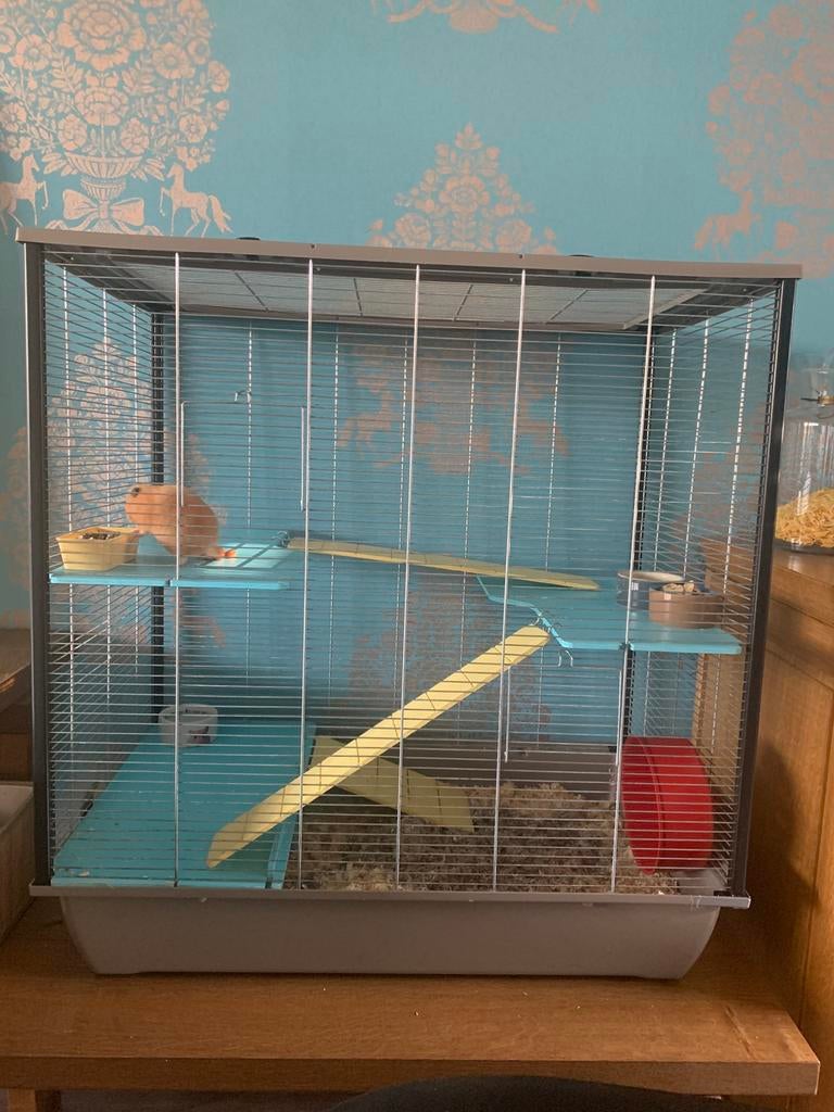 Kooi XXL (77x47x 80 hoog) + toebehoren en extra kooi, Ophalen, Kooi, 60 tot 90 cm, Zo goed als nieuw