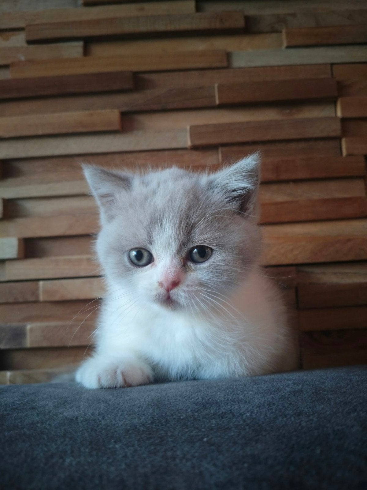 Foto 6 van Britse bicolor kittens