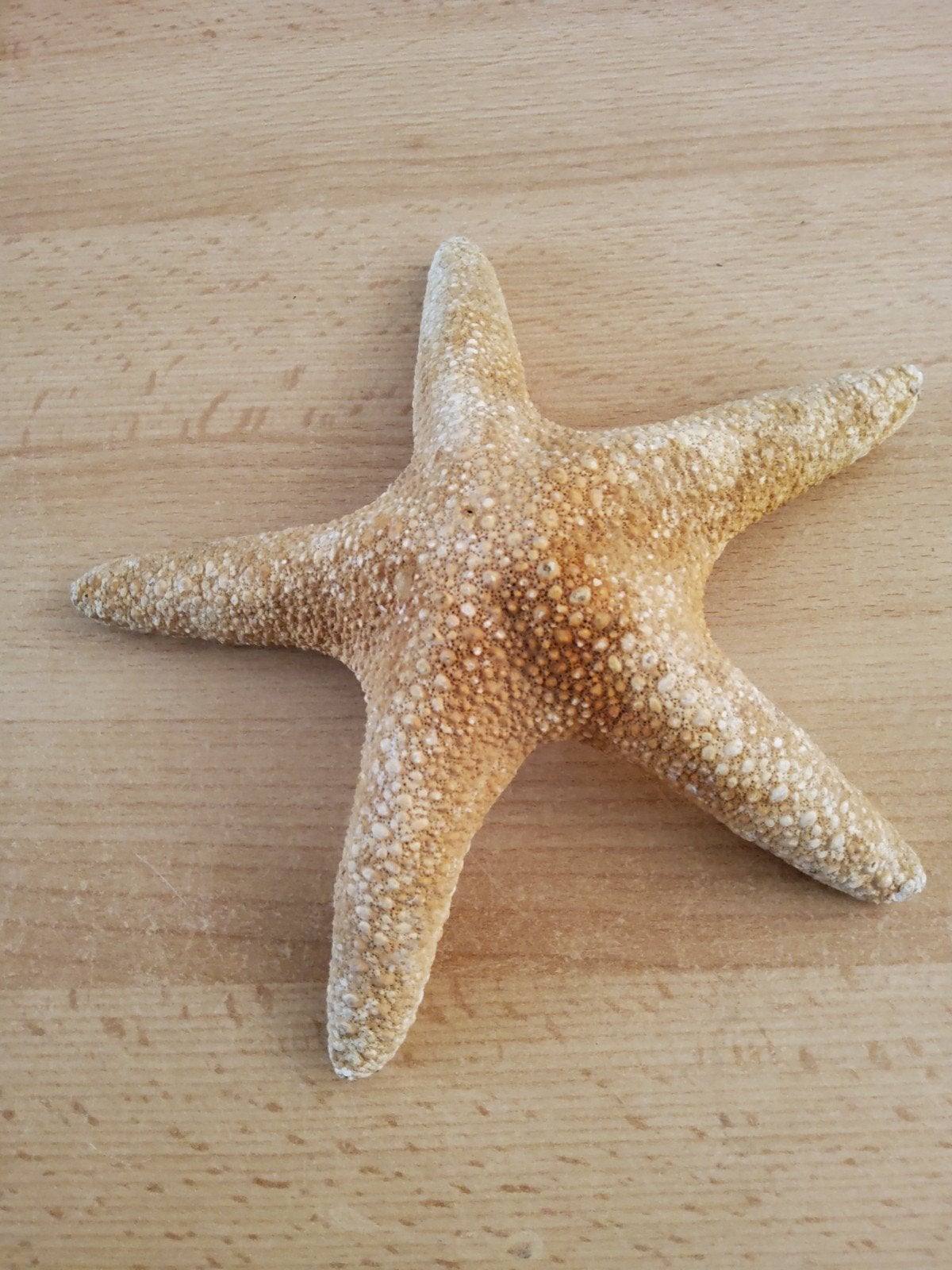 Gedroogde zeester decoratie, Ophalen of Verzenden