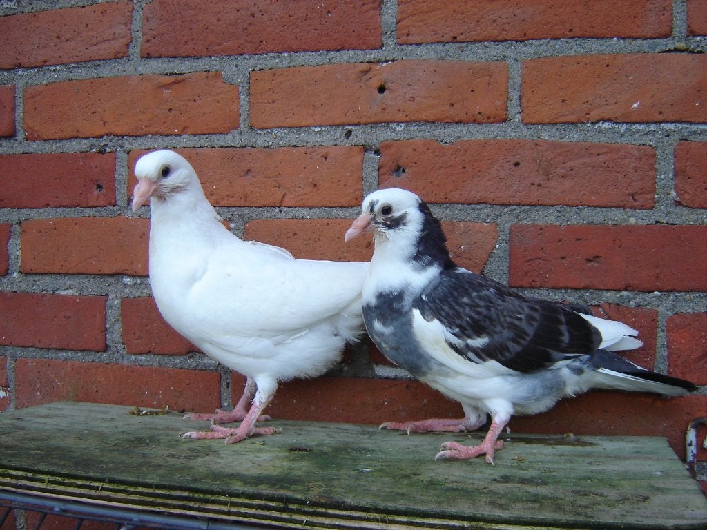 Sierduifje.., Meerdere dieren, Overige soorten