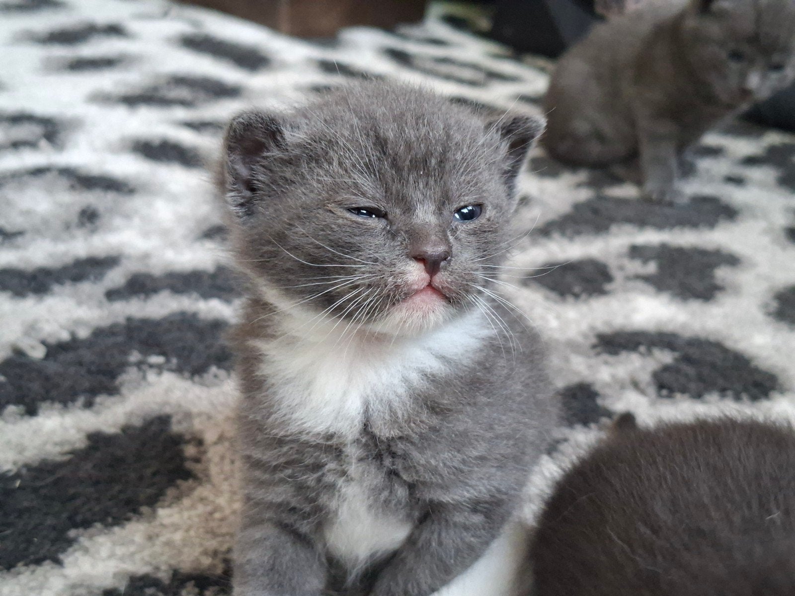 Kittens, Dieren en Toebehoren