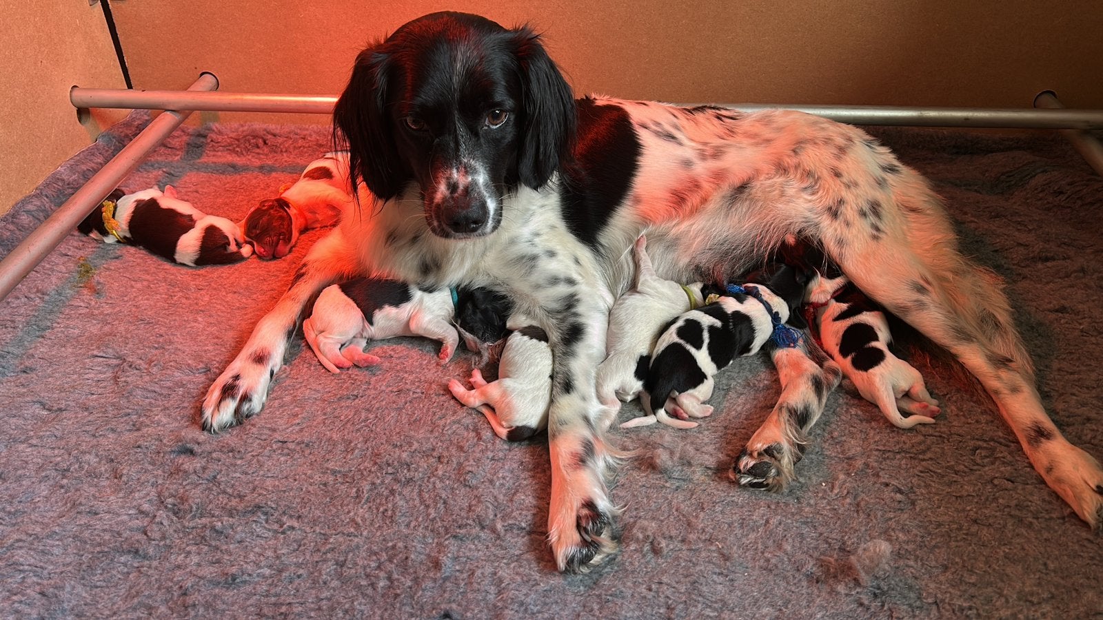 Heidewachtel (75%) x Friese Stabij pups - 19 aug, Dieren en Toebehoren, Parvo, Overige rassen, 8 tot 15 weken, Meerdere